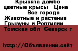 Крысята дамбо цветные крысы › Цена ­ 250 - Все города Животные и растения » Грызуны и Рептилии   . Томская обл.,Северск г.